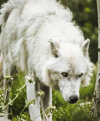 Erlebe die Wölfe in ihrem natürlichen Habitat